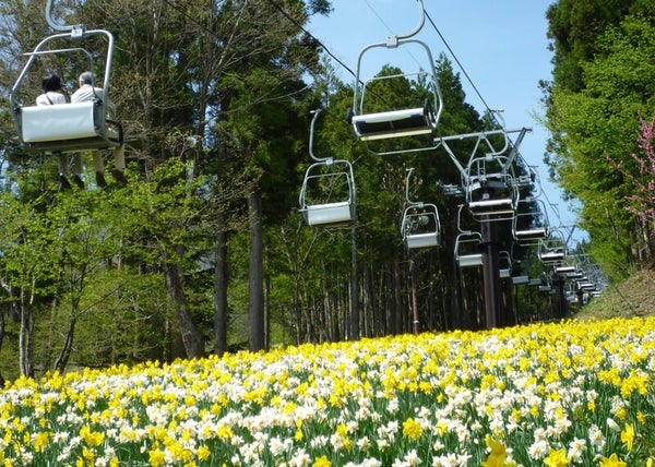 【栃木県内発】 GW!北欧風温泉リゾートで過ごす休日 春爛漫!スイセン&チューリップ~越後上州花めぐり~1